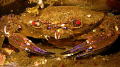   velvet Crab shot St Abbs Marine Reserve Scotland August 2007  